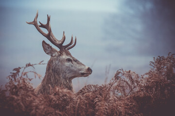 Sticker - stags head