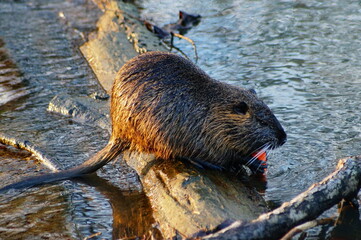 Poster - A young coypu eats a carrot on a branch of the Nidda River in Frankfurt Praunheim, Germany. Invasive species, but loved by the citizens.