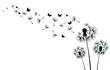 Three dandelions blowing in the wind.Black silhouette with flying dandelion buds    