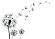 Three dandelions blowing in the wind.Black silhouette with flying dandelion buds    
