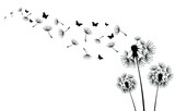 Fototapeta Dmuchawce - Three dandelions blowing in the wind.Black silhouette with flying dandelion buds    