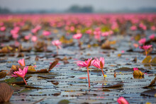 Lake Of Pink Lotus (Sea Of Red Lotus Thailand )