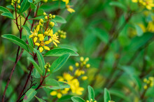 A Bunch Of Close-up Beautiful Aromatic Yellow Flowers On Green Shrubs With Blurry And Soft Focused Nature Background