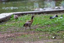 Young Egyprian Goose Waking On The Grass In Park