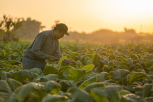 A Farmer Use A Tablet To Collect Tobacco Leaf Growth Data At Sunset In A Tobacco Plantation. Concept Of Technology For Agriculture.