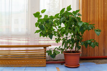 A Large Hibiscus Or Chinese Rose Bush With Green Leaves In A Pot In The Room