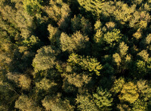 Drone View Of Canopies Of Green Deciduous Forest Trees
