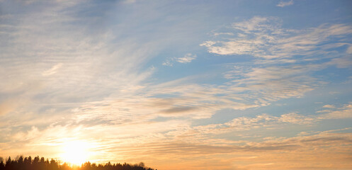 Wall Mural - sun sinking down behind the forest, sky background yellow and blue