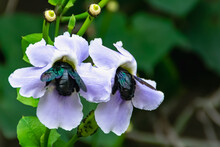 Two Of Carpenter Bees Suck The Honey From The Nectar Of Blooming Purple Flower With Blurry And Soft Focus Nature Background