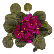 Blossoming Deep Blue Purple Colored African Violet Flower