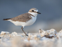 Snowy Plover Poses On The Beach