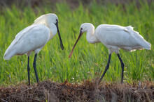 A Pair Of Spoonbills Meet In The Early Evening Sun