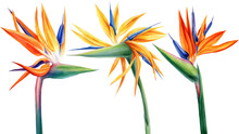 Exotic Strelitzia Flowers, Bird Of Paradise. Watercolor On White Background