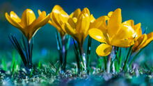 Selective Focus. Yellow Crocus Growing Outside. View At Magic Blooming Spring Flowers Crocus Sativus