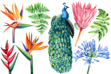 Tropical Flowers And Peacock On Isolated White, Watercolor Drawing. Strelitzia, Protea, Fern, Heliconia And Agapanthus