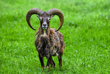 Male Mouflon In Green Grass - Ovis Gmelini Musimon - Wild Sheep