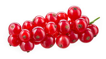 Red Currant On Branch. Currant Red Isolated On White Background. Currants On White. With Clipping Path.