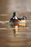 Fototapeta Lawenda - duck in water