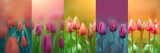 Fototapeta Tulipany - kolaż z kwiatów tulipanów, wiosenny kolaż