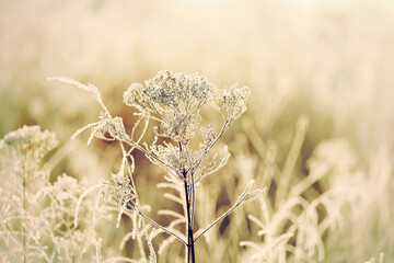 Wall Mural - Dried flowers in a meadow in white hoarfrost. Magic photo of white hoarfrost on plants. soft selective focus.
