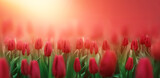 Fototapeta Tulipany - piękny czerwone tulipany na słonecznym tle wiosny. piękna naturalna scena wiosenna