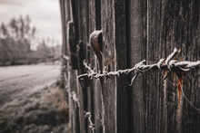 Barbed Wire On A Wood Shed Wall With Frost