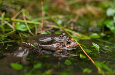 two frogs mating in the water in a pond