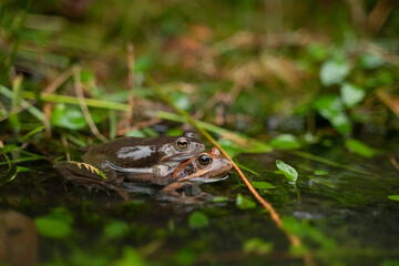 Wall Mural - two frogs mating in the water in a pond