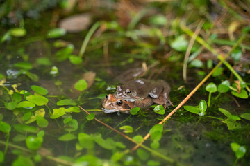 Wall Mural - two frogs mating in the water in a pond