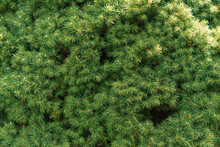 Natural Background. Needles Spruce Canadian Conica Close Up