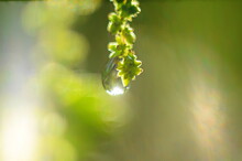 Beautiful Large Drop Morning Dew In Nature, Selective Focus. Drops Of Clean Transparent Water On Leaves. Sun Glare In Drop. Image In Green Tones.