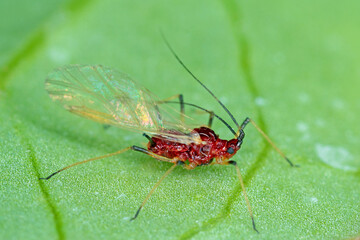 Poster - Red aphid on a leaf. Aphids are the most dangerous pests of various crops - agricultural, horticultural, ornamental, herbs and other.