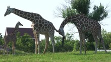 Handheld Shot Of Bonding Moment With Two Adult Giraffes And A Baby Giraffe 