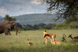 Fototapeta  - Beautiful elephants and impalas during safari in Tarangire National Park, Tanzania with trees in background.