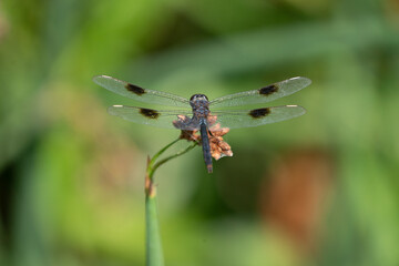 Wall Mural - dragonfly on a flower