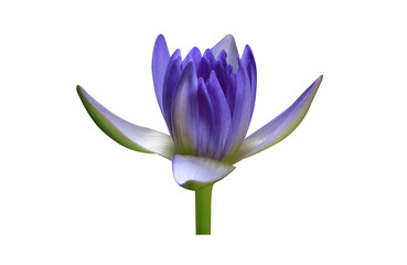 Wall Mural - Beautiful purple lotus isolate  on white background