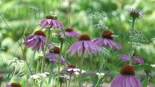 Pink Coneflowers In Bloom Gently Swaying In The Wind 