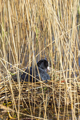 Wall Mural - Eurasian coot in a nest floating in water