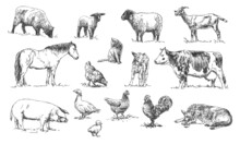 Set Of Farm Animals - Hand Drawn Black And White Vector Illustrations, Isolated On White Background