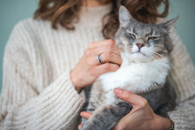 Beautiful Fluffy Gray Cat Pet Resting Relaxing Sitting In The Arms Of The Owner Girl