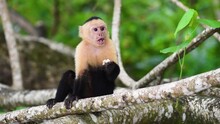 White Faced Capuchin On The Tree Sitting And Eating. Costa Rica Manuel Antonio