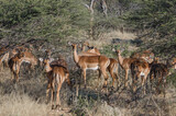 Fototapeta Sawanna - okonjima Südafrika - Wildtier