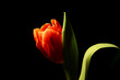 Czerwony tulipan. Tapeta na pulpit na życzenia z okazji dzień Kobiet. Piękny kwiat na czarnym tle. Delikatne płatki kwiatka kłaniające się w jedną stronę. podarunek dla niej, lub dla niego.