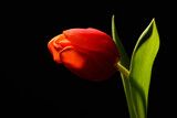 Fototapeta Tulipany - Czerwony tulipan. Tapeta na pulpit na życzenia z okazji dzień Kobiet. Piękny kwiat na czarnym tle. Delikatne płatki kwiatka kłaniające się w jedną stronę. podarunek dla niej, lub dla niego.