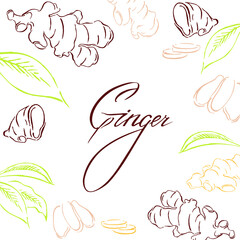 Chopped ginger root, leaves, healthy food. Vector handwork with text, sketch of botanical illustration