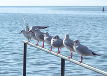 Gulls Standing On Metal Fence