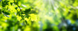 Leinwandbild Motiv isolated oak leaf in springtime illuminated from sunlight on blurred spring background, closeup of green branch of foliage, natural springtime concept