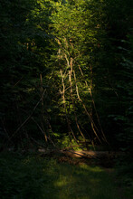 The Sun Is In The Forest, A Spot Of Light Under The Canopy Of Foliage