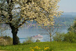 Frühling am Bodensee, mit Bodenseeschiff