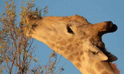 Giraffe in the Kgalagadi